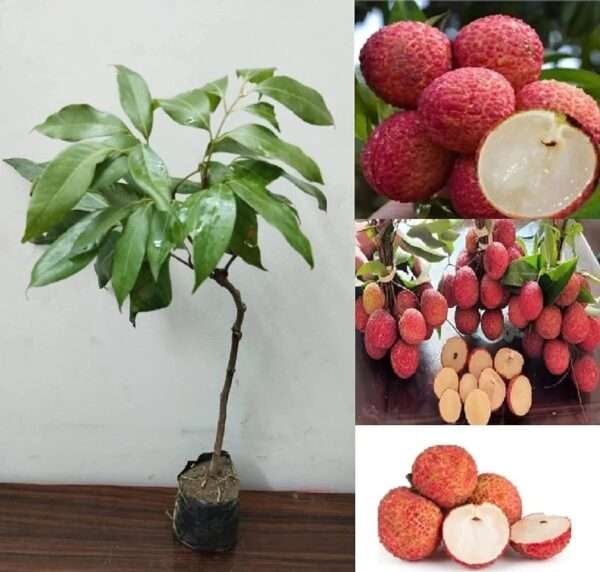 Litchi Tree Organic Fruit Plant / Lychee (Seedling)