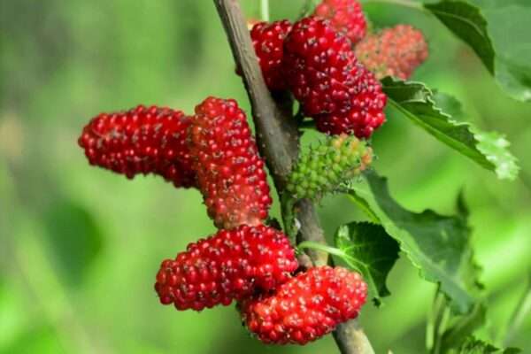 Shahtoot, Mulberry, Tuti Organic Fruit Plant