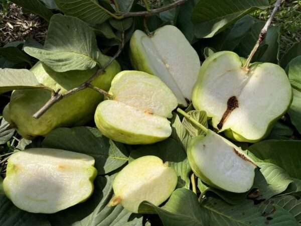 Seedless Guava (Air Layering)