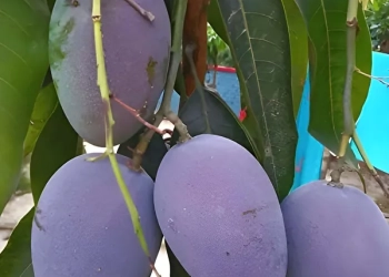 Blue Mango Aam Crafted Fruit Live Plant (1.5-3 Feet Height)