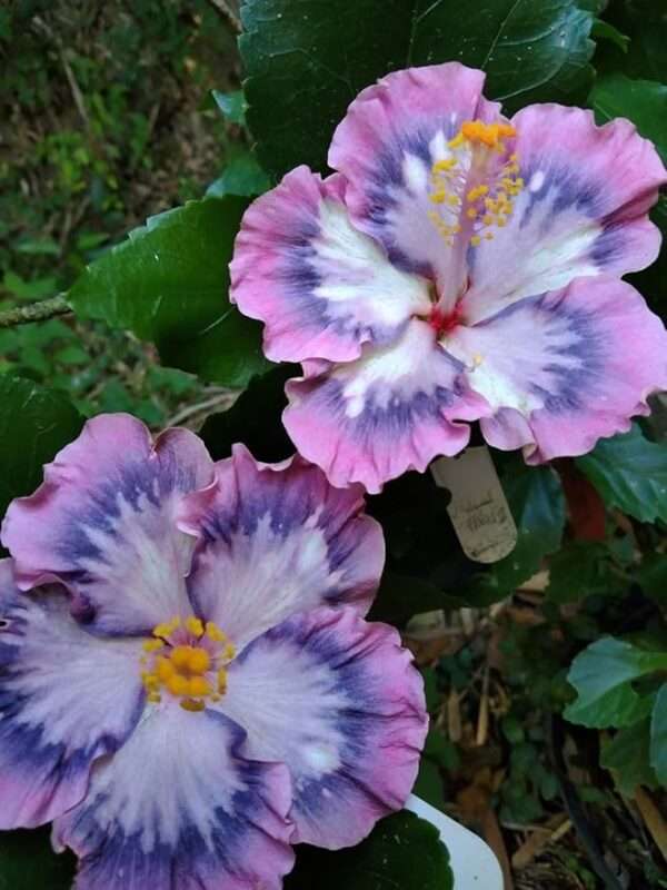 Australian Pink Purple Hibiscus Grafted Live Plant Rose Mallow Joba Flower Live Plant Chinese Hibiscus China Rose Shoeblack Plant Bloom in 1 month