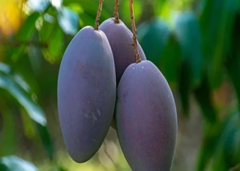 Nam Dok Mai Si Mueng Purple Mango Aam Crafted Fruit Live Plant (1.5-3 Feet Height)