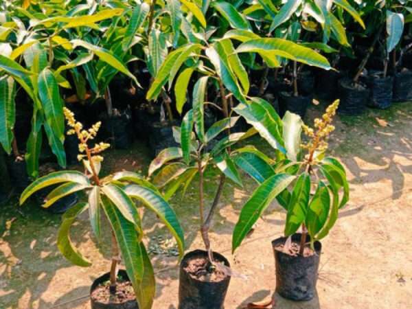 Vastara Mango Organic Fruit Plant