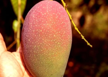 Osteen Mango Aam Grafted Fruit Live Plant (1.5-3 Feet Height)