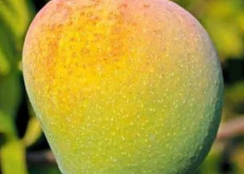 Badami Badam Mango Aam Crafted Fruit Live Plant (1.5-3 Feet Height)