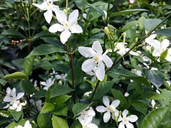 Srilankan Jasmine Flower Plant