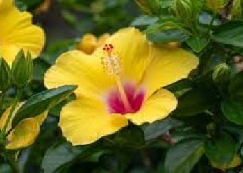 Pune Joba / Hibiscus, Gudhal Flower (Yellow) – Fresh Organic Flower Plant