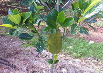 Kathal Organic Fruit Plant (Grown Through Seed)