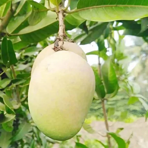 Babul Dufala White All Time Mango Aam Grafted Fruit Live Plant - Image 2