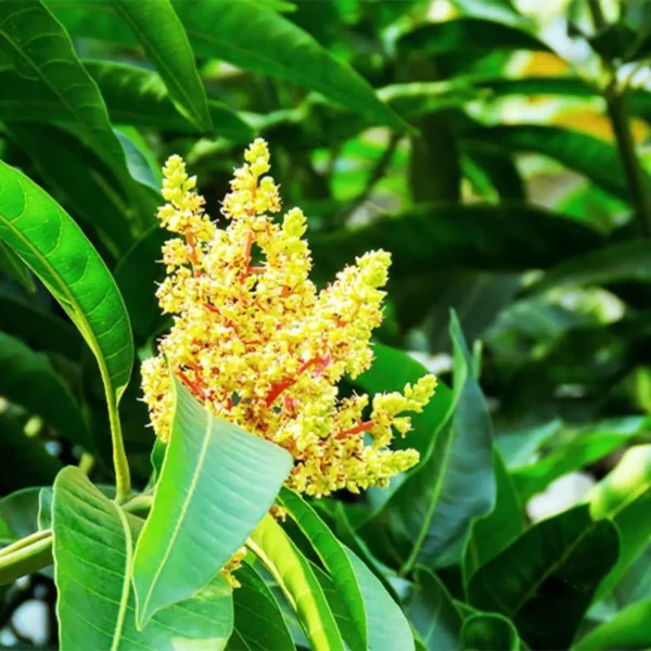 Babul Dufala White All Time Mango Aam Grafted Fruit Live Plant - Image 3