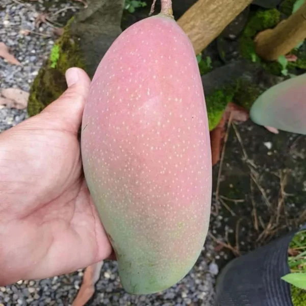 Thai King Of Chakapat Mango Aam Grafted Fruit Live Plant - Image 2
