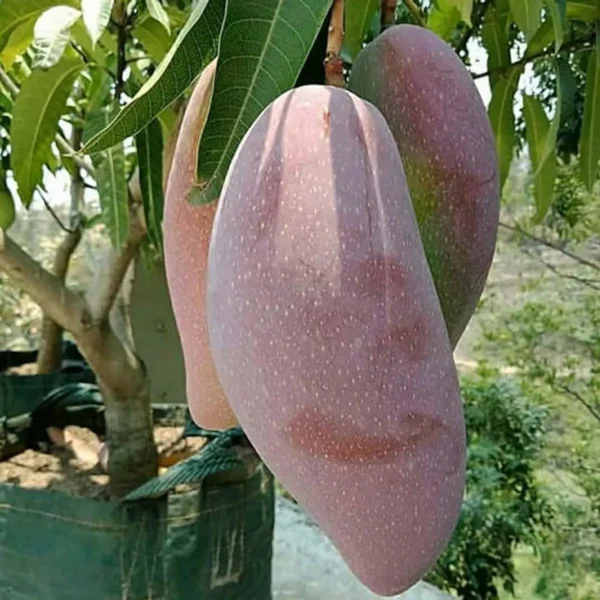 Thai King Of Chakapat Mango Aam Grafted Fruit Live Plant - Image 3