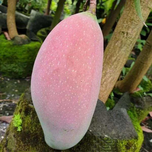 Thai King Of Chakapat Mango Aam Grafted Fruit Live Plant - Image 4