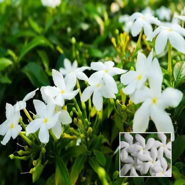 Kunda, Downy Jasmine Fresh Organic Flower Plant (Thailand Variety)
