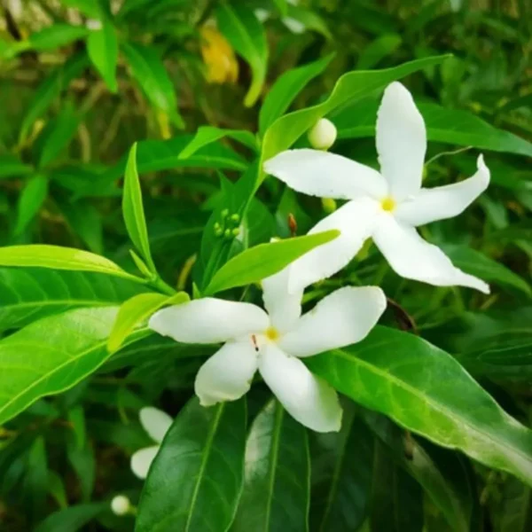 Kunda, Downy Jasmine Fresh Organic Flower Plant (Thailand Variety) - Image 3