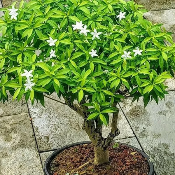 Kunda, Downy Jasmine Fresh Organic Flower Plant (Thailand Variety) - Image 4