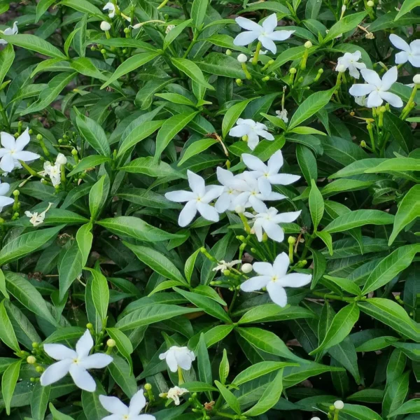 Kunda, Downy Jasmine Fresh Organic Flower Plant (Thailand Variety) - Image 2