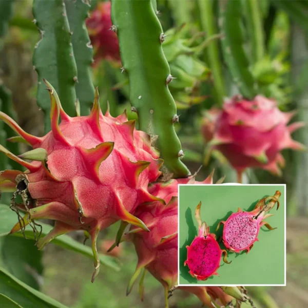 Combo White,Pink & Yellow Colombiana Dragon Fruit Live Plant  (Pack Of 3) - Image 5