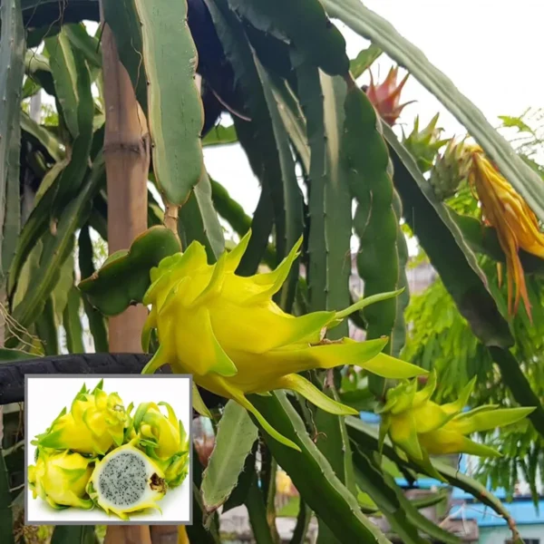 Combo White,Pink & Yellow Colombiana Dragon Fruit Live Plant  (Pack Of 3) - Image 4