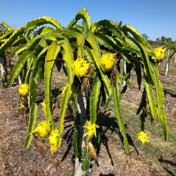 Combo White,Pink & Yellow Colombiana Dragon Fruit Live Plant  (Pack Of 3) - Image 2