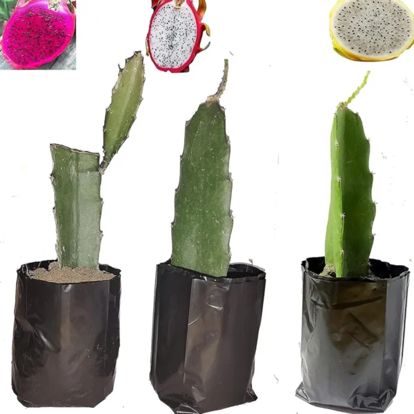 Combo White,Pink & Yellow Colombiana Dragon Fruit Live Plant  (Pack Of 3)