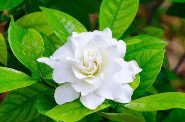 Gardenia Gandharaj Cape Jasmine Highly Fra rant Shrubs Flower Live Plant - Image 2