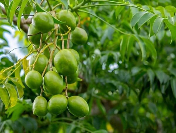 All Time Amra (Spondias Mombin Fruit) - Image 3