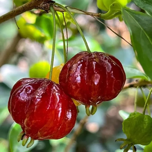 Surinam Cherry Cherries Layering/Grafted Fruit Live Plant - Image 4