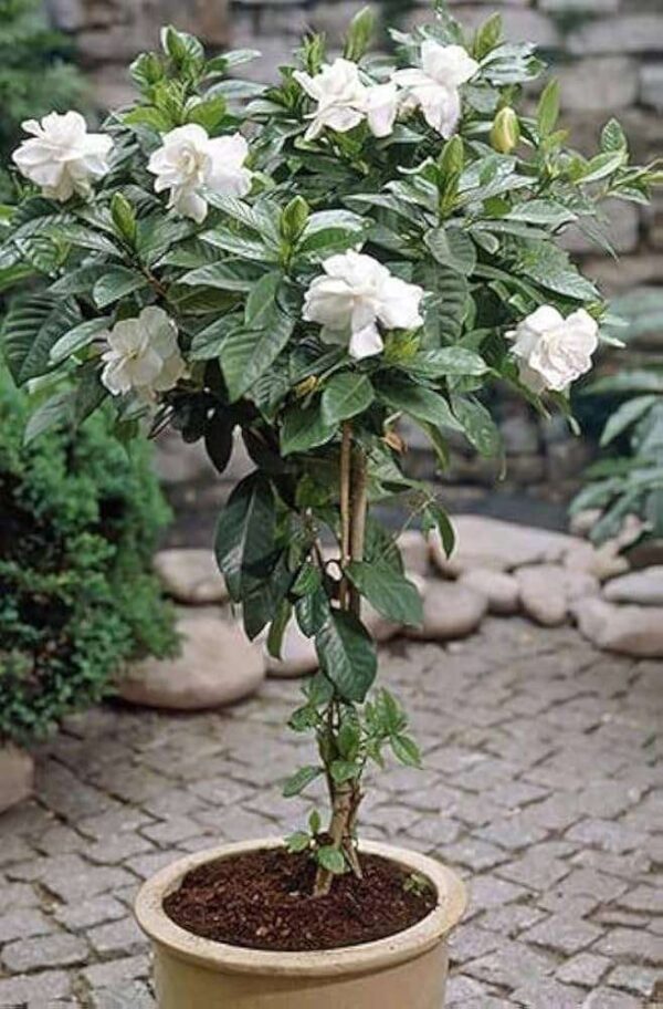Gardenia Gandharaj Cape Jasmine Highly Fra rant Shrubs Flower Live Plant - Image 3