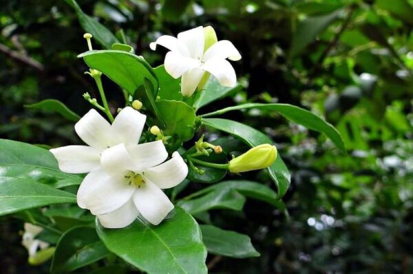 Murraya Paniculata, Calcutta Kamini Fresh Organic Flower Plant - Image 3