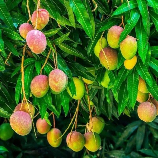 Dudh Pedo Mango Grafted Organic Fruit Plant