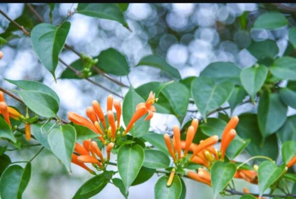 Vanestara Green Flower Plant - Image 3