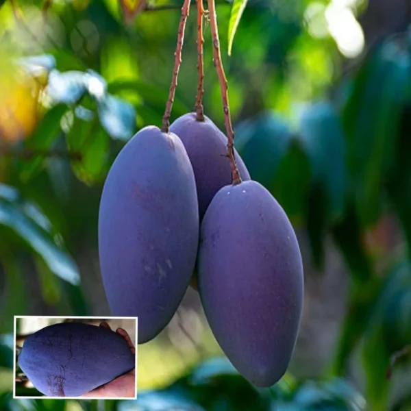 Blue Mango Aam Grafted Fruit Live Plant