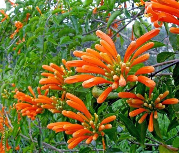 Vanestara Green Flower Plant - Image 2