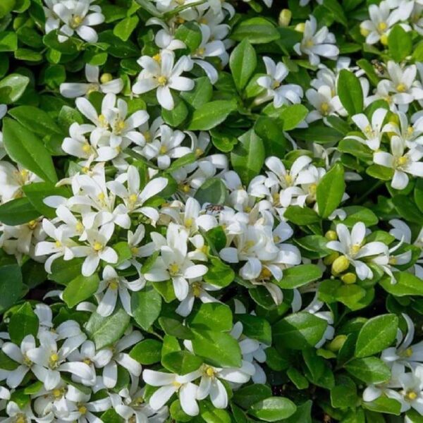 Madhu Kamini Satin Wood Kunti Fragrant Shrubs Flower Live Plant - Image 2