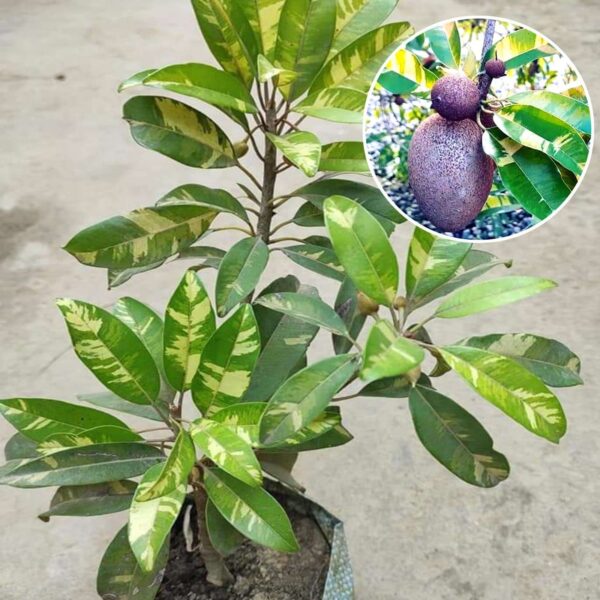 Verigated Chikoo Organic Fruit Plants (Grafted)
