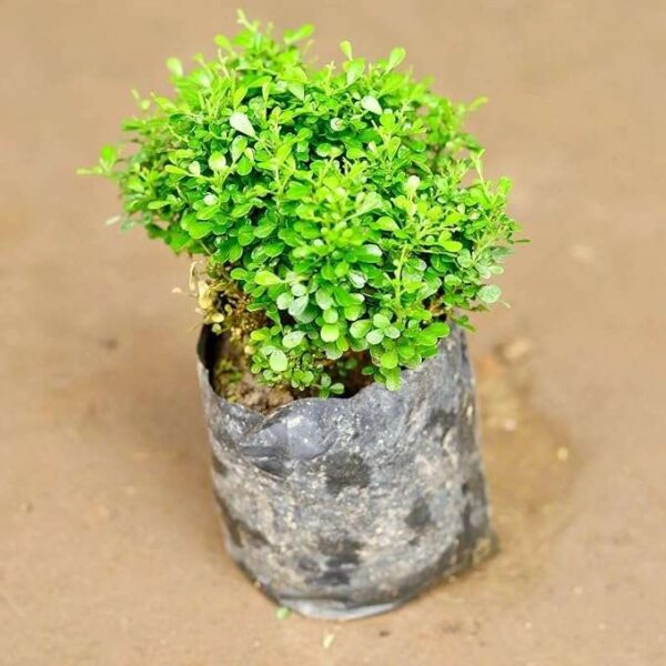 Table Kamini Satin Wood Kunti Shrubs Flower Live Plant - Image 4