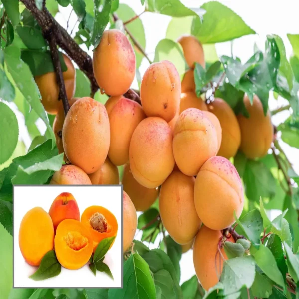 Apricot Layering/Grafted Fruit Live Plant
