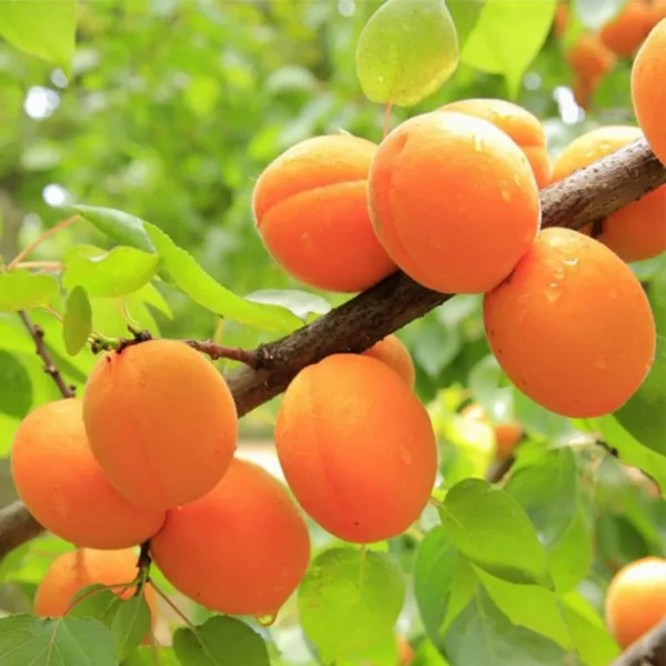 Apricot Layering/Grafted Fruit Live Plant - Image 2