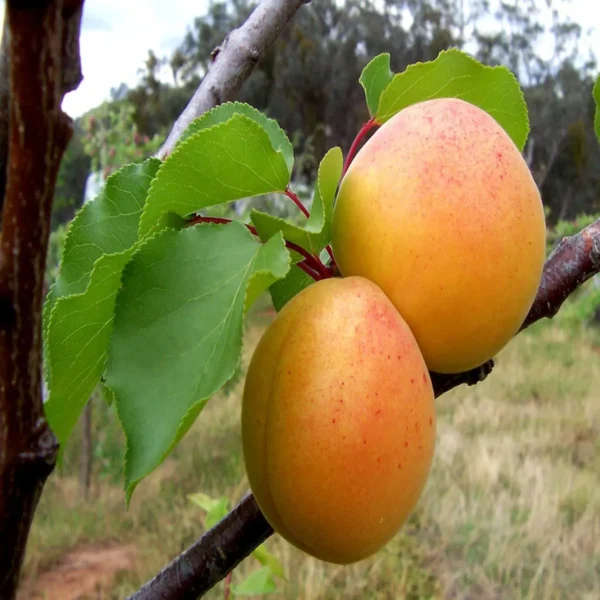 Apricot Layering/Grafted Fruit Live Plant - Image 3
