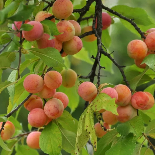 Apricot Layering/Grafted Fruit Live Plant - Image 4