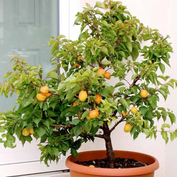 Apricot Layering/Grafted Fruit Live Plant - Image 5