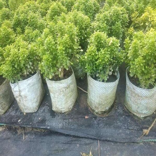 Table Kamini Satin Wood Kunti Shrubs Flower Live Plant - Image 5