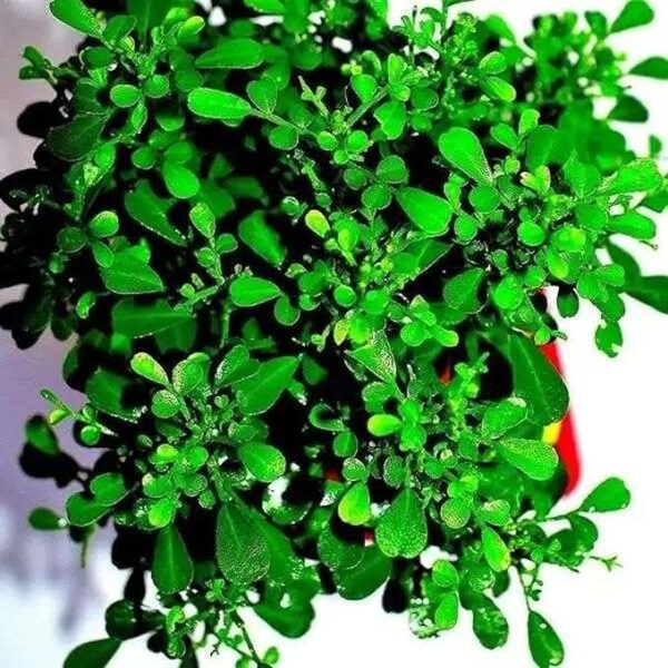 Table Kamini Satin Wood Kunti Shrubs Flower Live Plant - Image 2