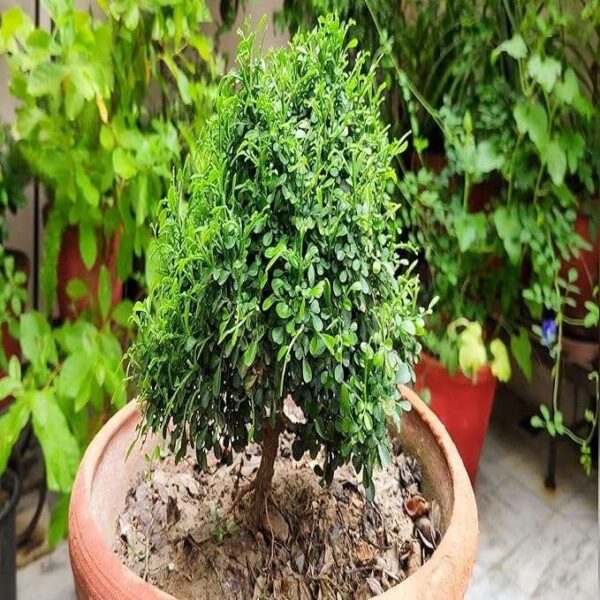 Table Kamini Satin Wood Kunti Shrubs Flower Live Plant - Image 3