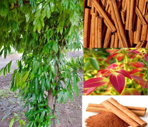 Dal Chini Karuvapatta Cinnamon Spice Live Plant