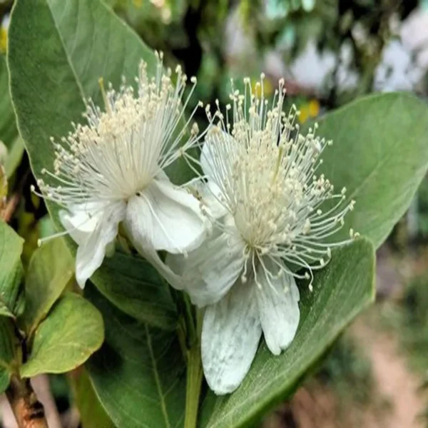 Allahabad Safeda Guava Amrood Layering/Grafted Fruit Live Plant - Image 2