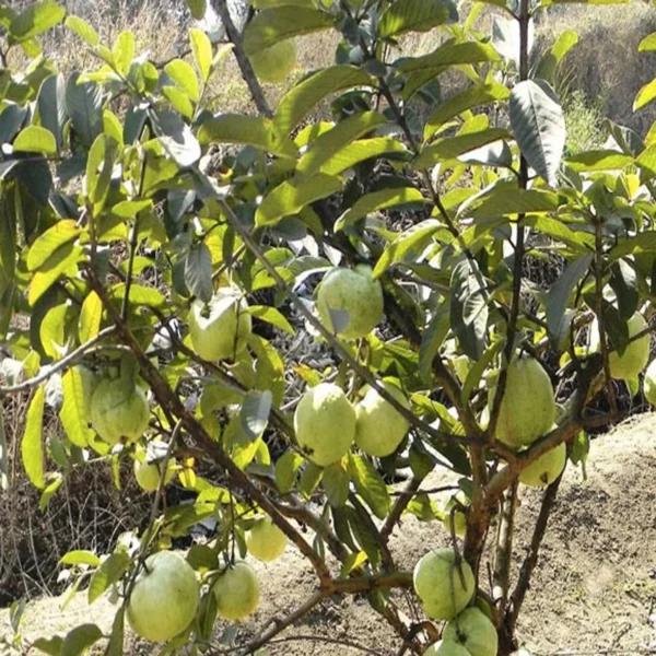 Allahabad Safeda Guava Amrood Layering/Grafted Fruit Live Plant - Image 4