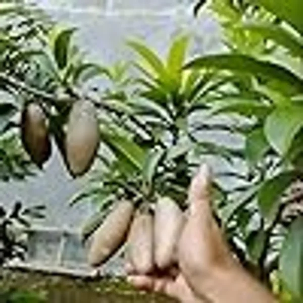 Thai Banana Long Chikoo Sapota Grafted Fruit Live Plant - Image 5