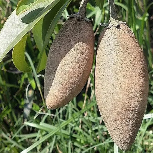 Thai Banana Long Chikoo Sapota Grafted Fruit Live Plant - Image 2